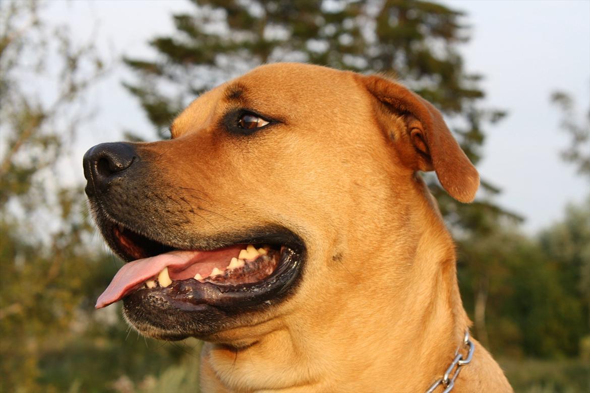 Blanding af racer  >Bamse< aflivet.  - smukke hund billede 8