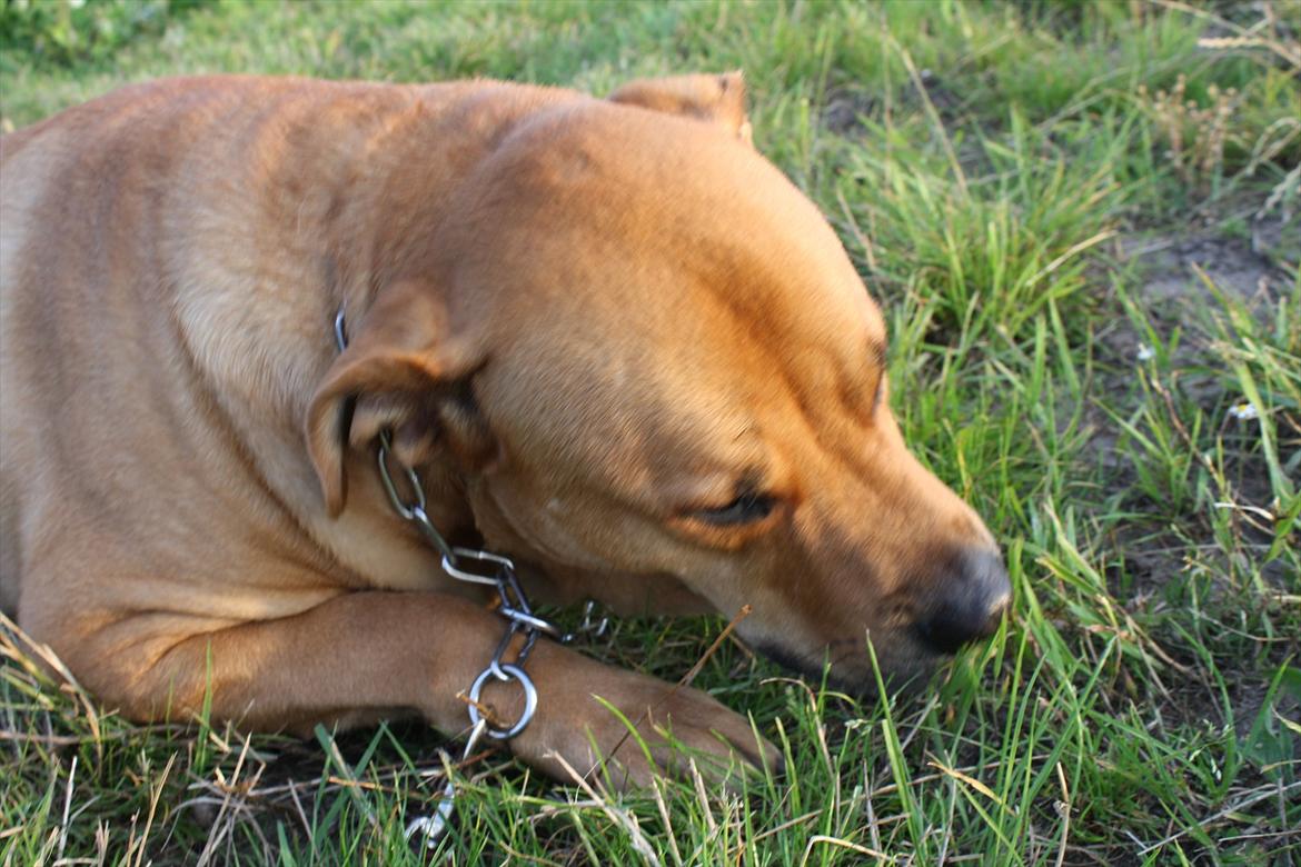 Blanding af racer  >Bamse< aflivet.  - smager godt billede 9