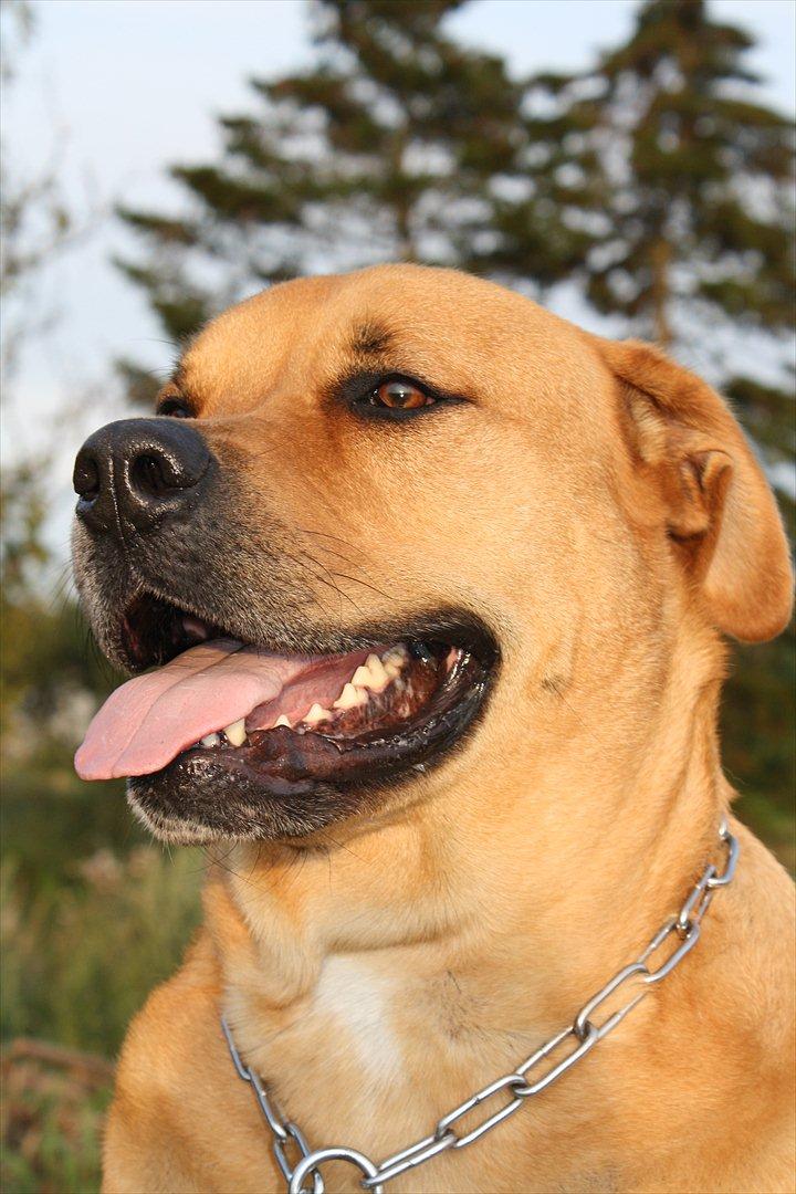 Blanding af racer  >Bamse< aflivet.  - han er bare lækker billede 10