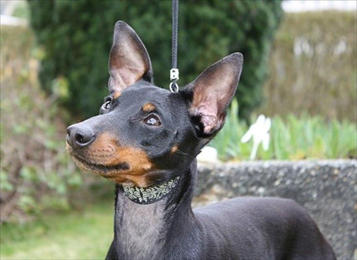 Engelsk toy terrier Shiny Lake´s Fab in Black´n Tan; Romeo billede 1