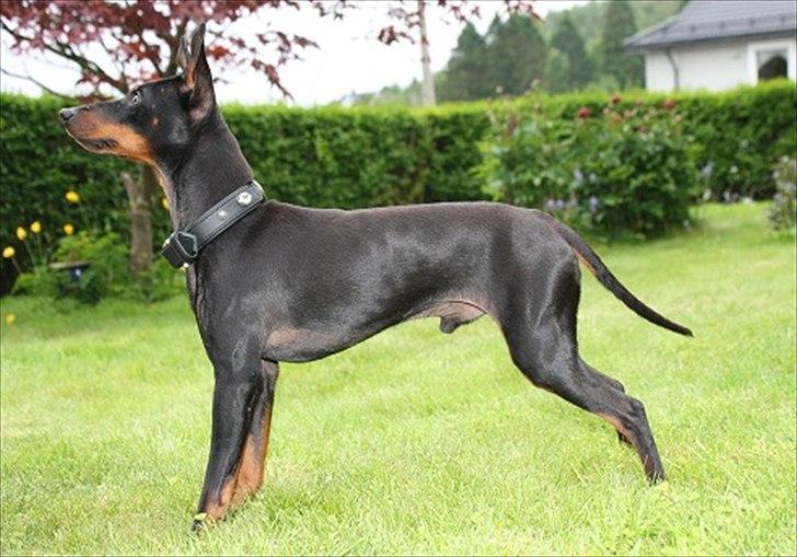 Engelsk toy terrier Shiny Lake´s Fab in Black´n Tan; Romeo - Så fin. lige til en 1. præmie! billede 2