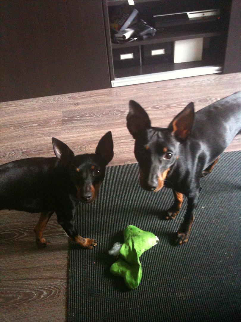 Engelsk toy terrier Shiny Lake´s Fab in Black´n Tan; Romeo billede 4