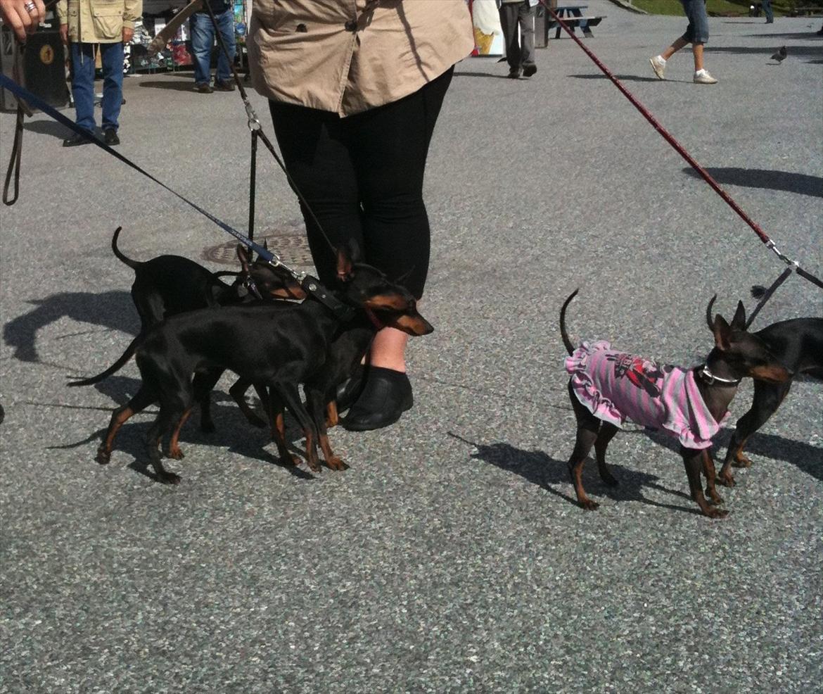 Engelsk toy terrier Shiny Lake´s Fab in Black´n Tan; Romeo - vores Romeo. Foxy, Sady, Chalie og Tiny fra Historical Diamonds i Norge. billede 5