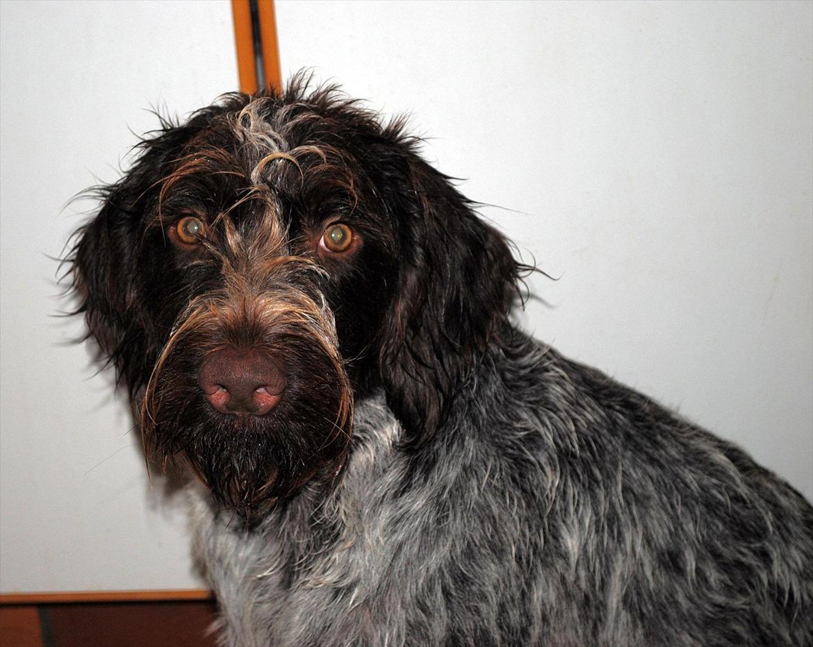 Ruhåret hønsehund Gina - Velkommen til Ginas profil billede 6