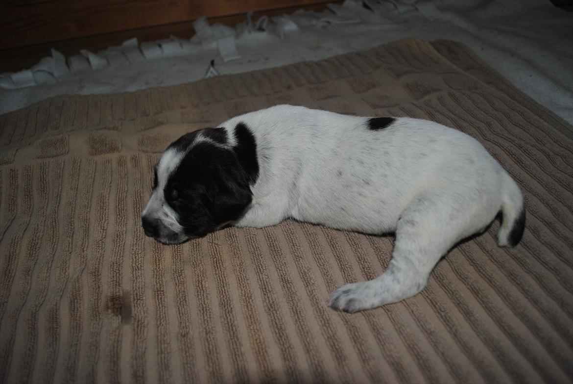 Ruhåret hønsehund Gina - Gina 2 dage gammel billede 2