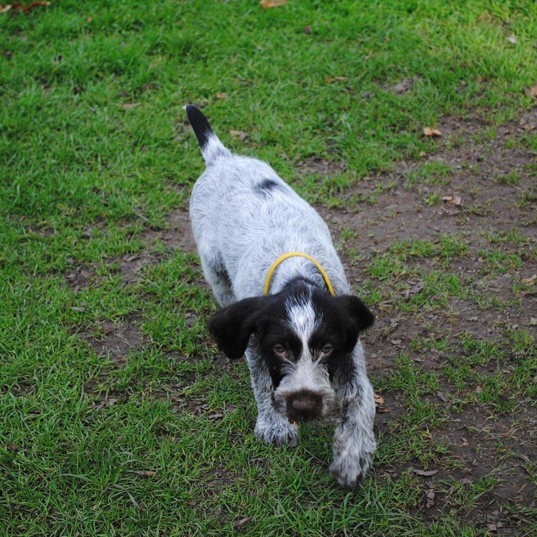 Ruhåret hønsehund Gina - her er hun ved at være 8 uger billede 3