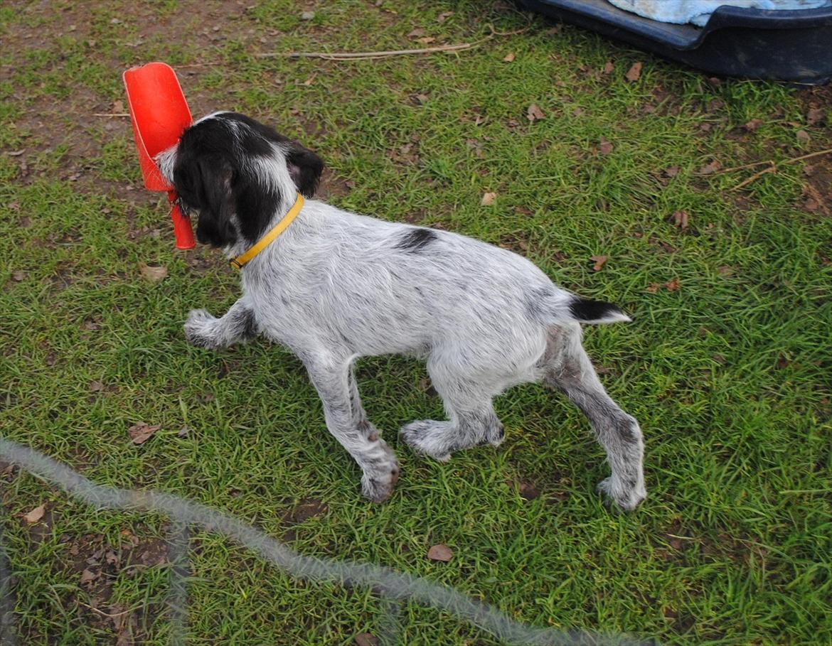 Ruhåret hønsehund Gina - Gina har fundet en foderskovl, allerede der viser hun at hun elsker mad billede 4