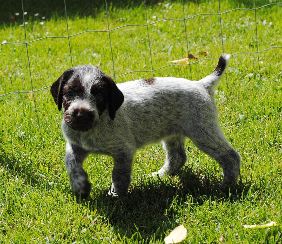 Ruhåret hønsehund Gina - Ginas første tur ude i haven 4 uger gammel billede 1