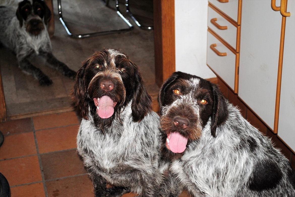 Ruhåret hønsehund Gina - Gina sammen med Mika og Tina ligger i baggrunden billede 5