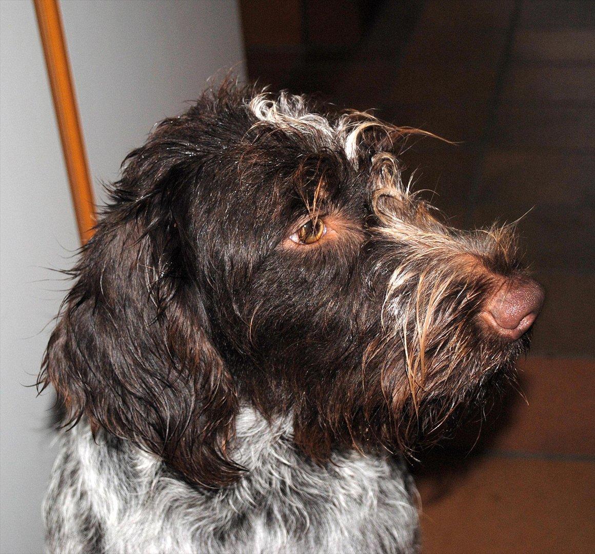 Ruhåret hønsehund Gina - Holder lige øje med katten billede 8