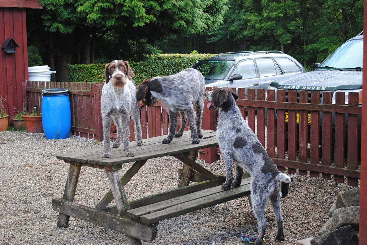 Ruhåret hønsehund Gina - Dagen efter Gina er kommet tilbage til Høbjerghus billede 7