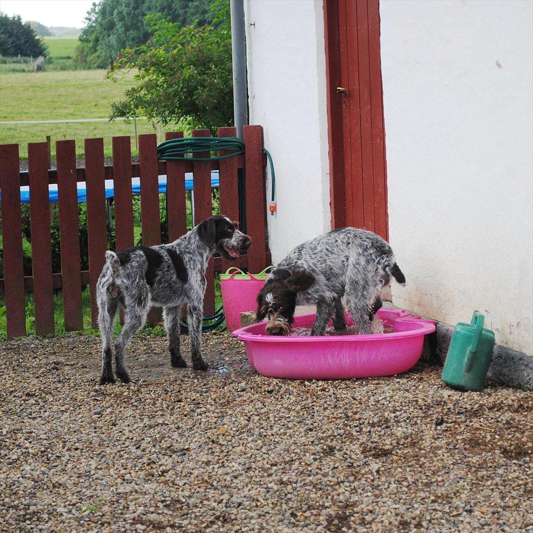 Ruhåret hønsehund Gina - Gina er vild med Mikas badekar billede 9