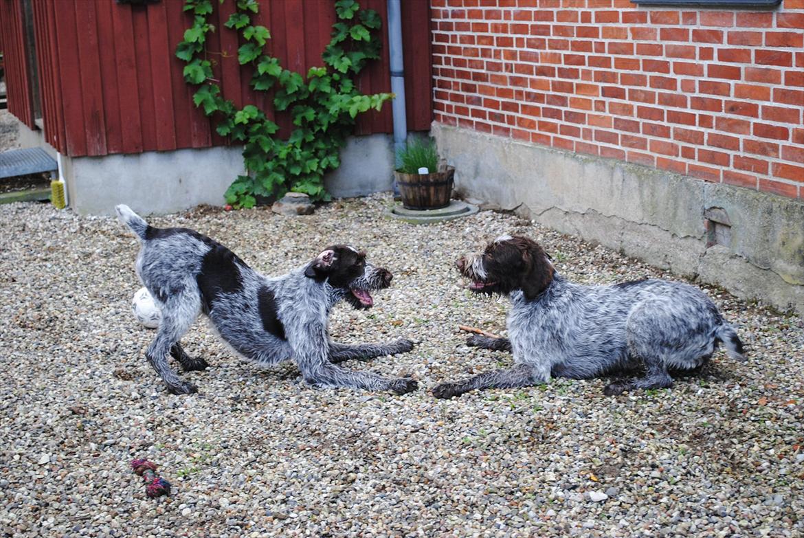 Ruhåret hønsehund Gina - Bedste venner. helsøskende genforenet efter 1 år billede 11