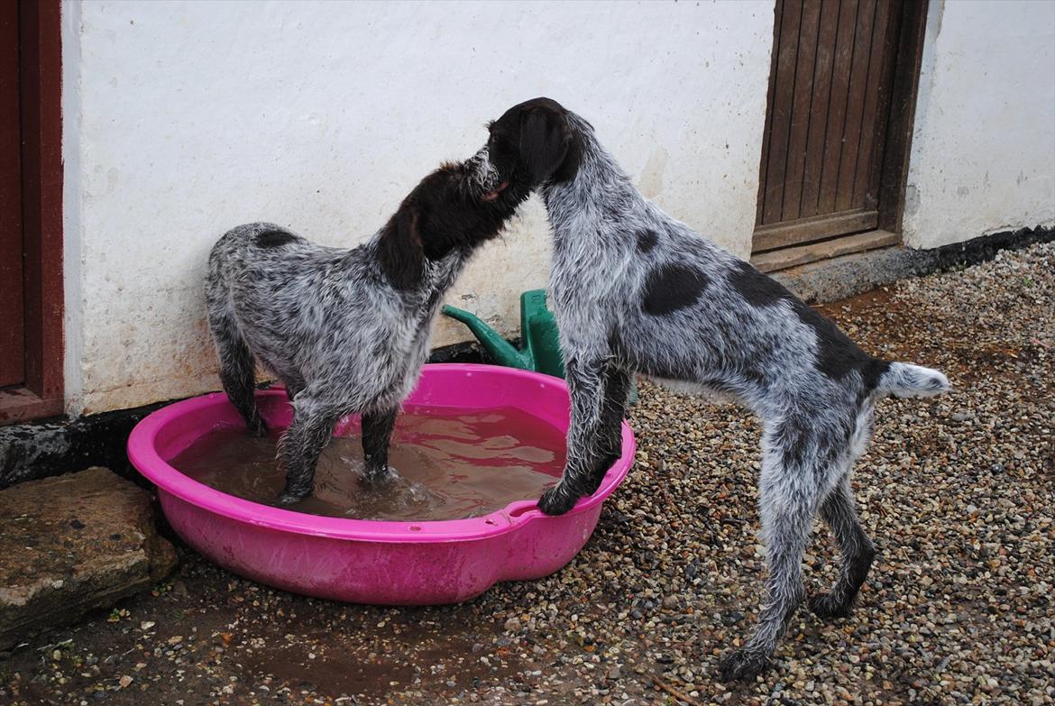 Ruhåret hønsehund Gina - Gina og Mika hygger billede 10
