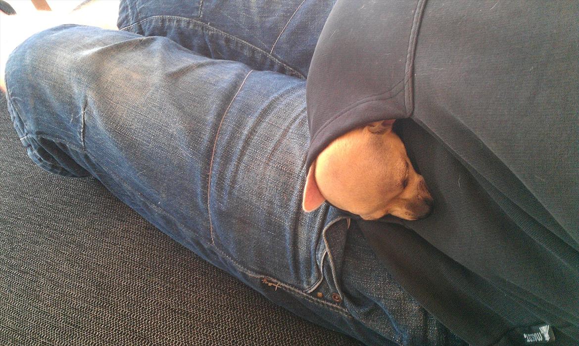 Chihuahua Coco Chanel billede 1