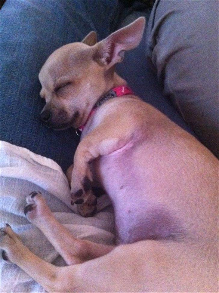 Chihuahua Coco Chanel billede 2