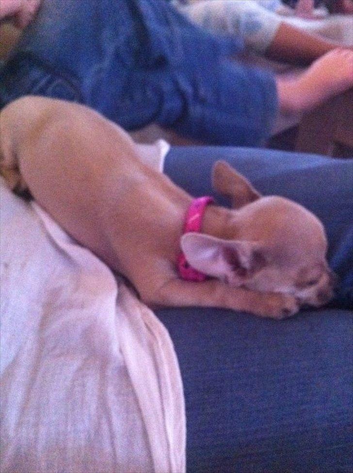 Chihuahua Coco Chanel billede 3