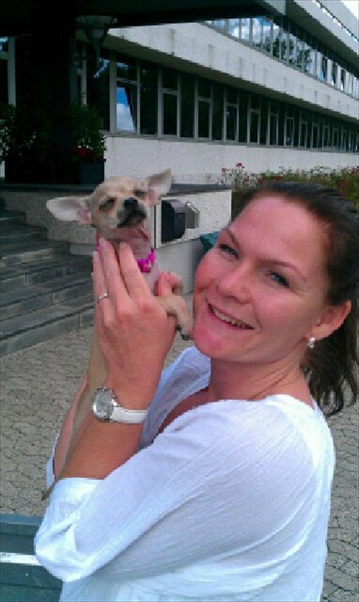 Chihuahua Coco Chanel billede 4