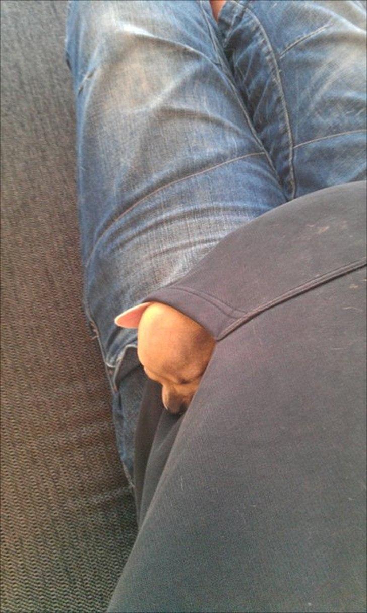 Chihuahua Coco Chanel billede 5