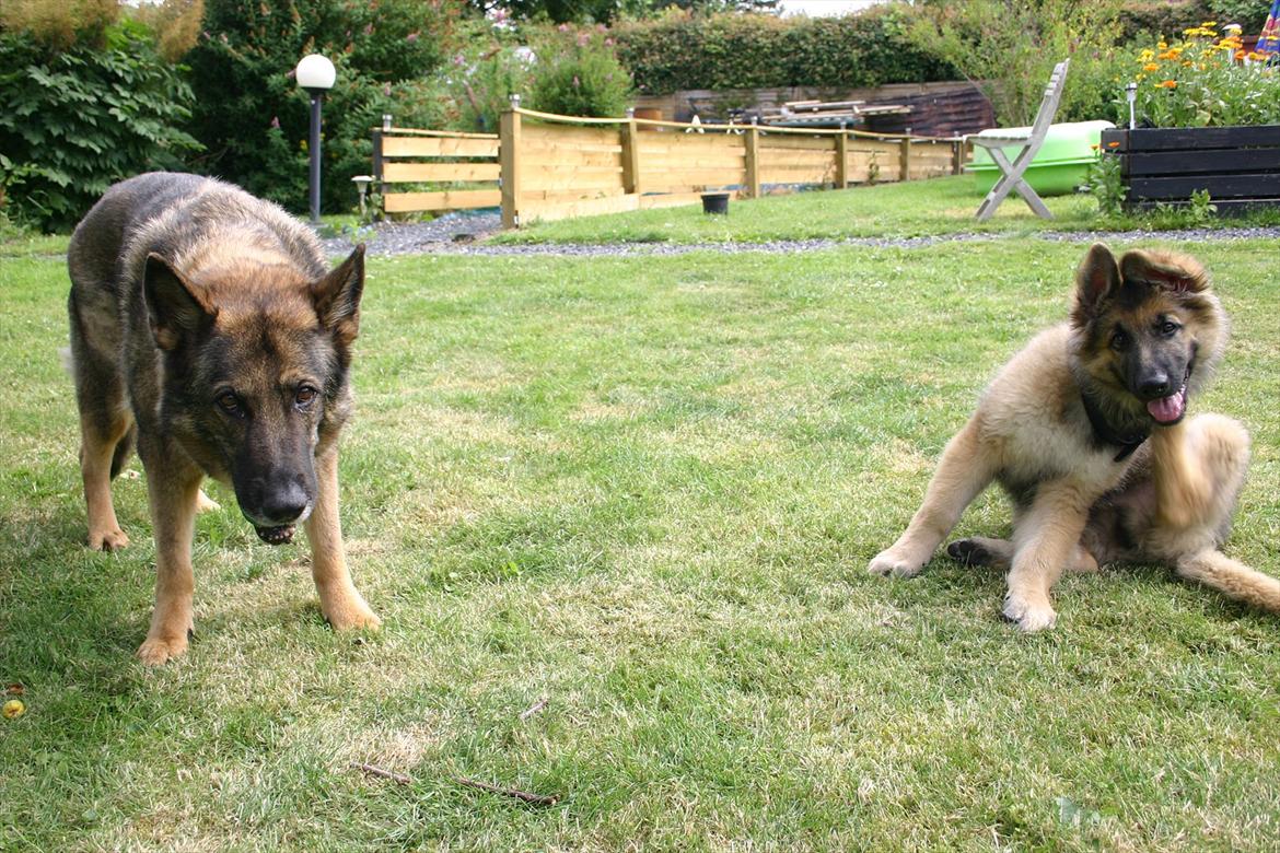 Schæferhund Thor billede 15