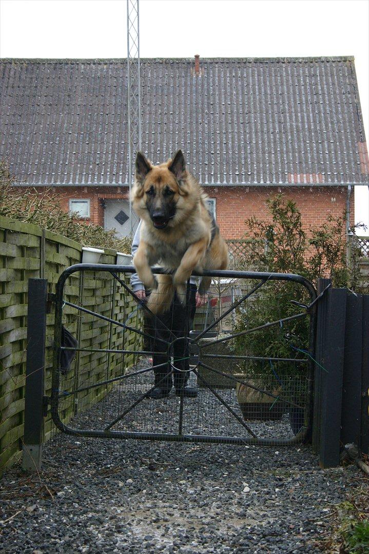 Schæferhund Thor billede 16