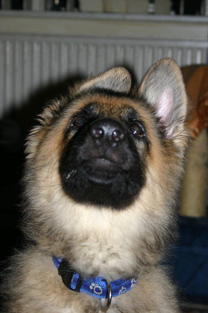 Schæferhund Thor billede 17