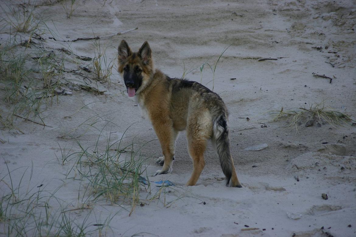 Schæferhund Thor billede 18
