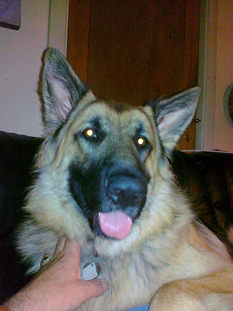 Schæferhund Thor billede 19