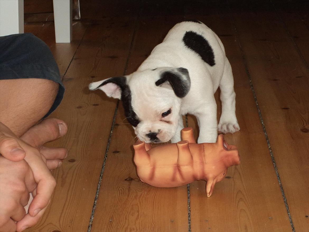 Fransk bulldog Hubert billede 3