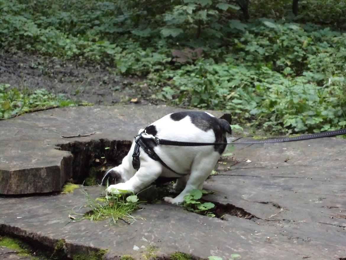 Fransk bulldog Hubert billede 5