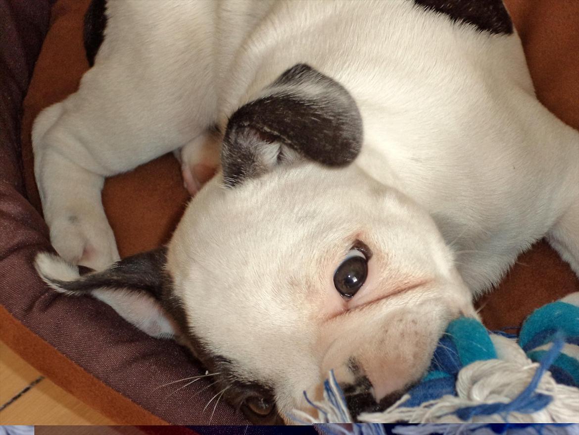 Fransk bulldog Hubert billede 6