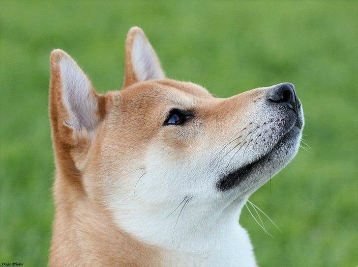 Shiba Heok's Ryuu kaldes Taiko - 18/08-2011 på agilitybanen :) 
Taget af Freja Blume :) billede 16