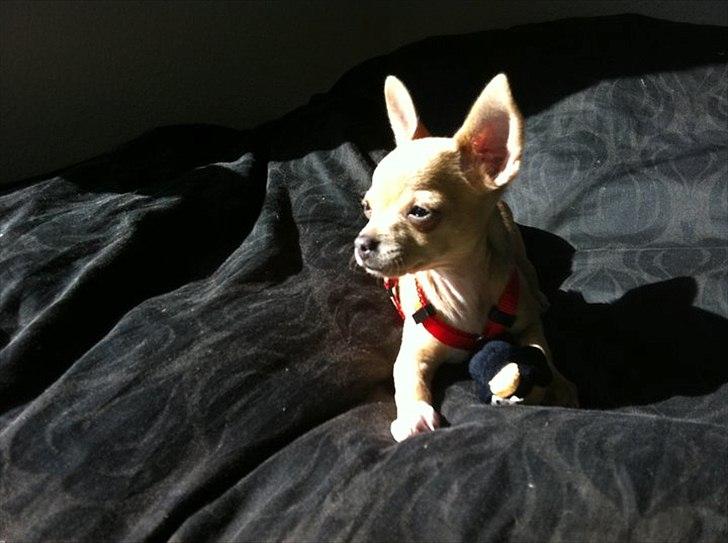 Chihuahua Malie - Malie slikker sol billede 1