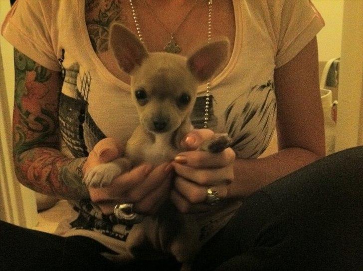Chihuahua Malie - Skødehund billede 2