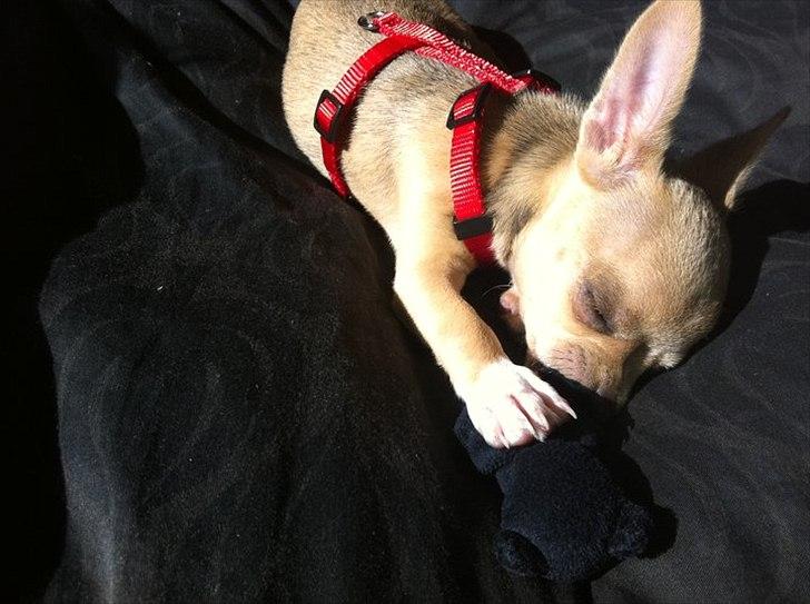 Chihuahua Malie - Malie tygger i mini bamse billede 3