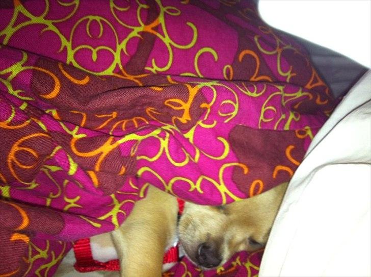 Chihuahua Malie - puttetrold billede 4