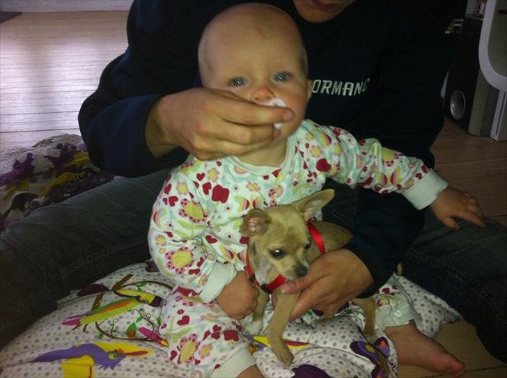 Chihuahua Malie - Ynglings tøser billede 5