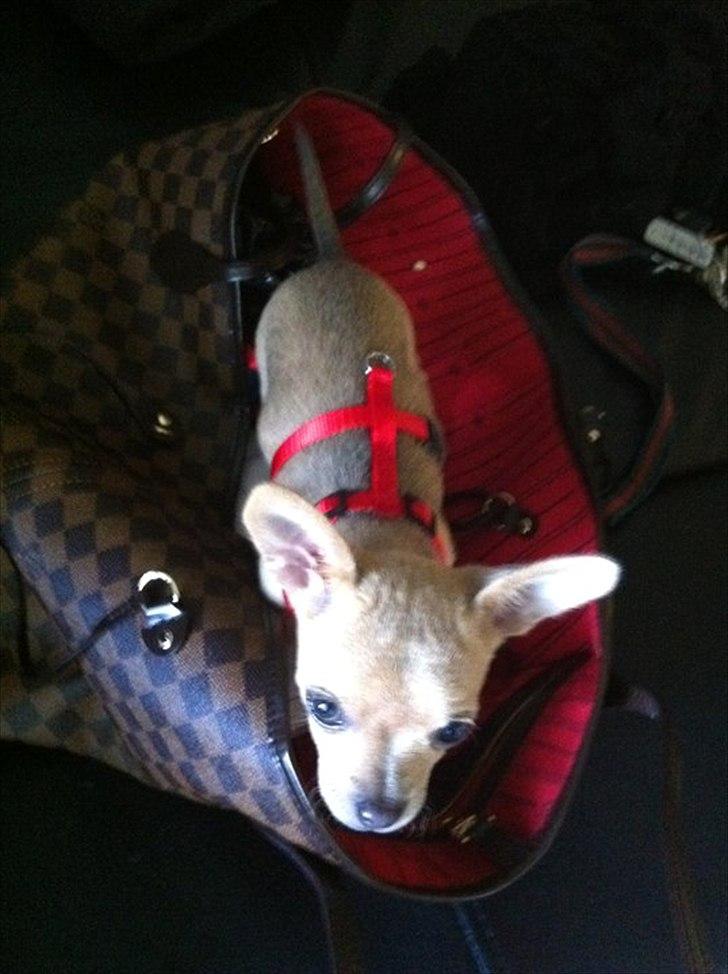 Chihuahua Malie - Hun elsker at sidde i tasken billede 6