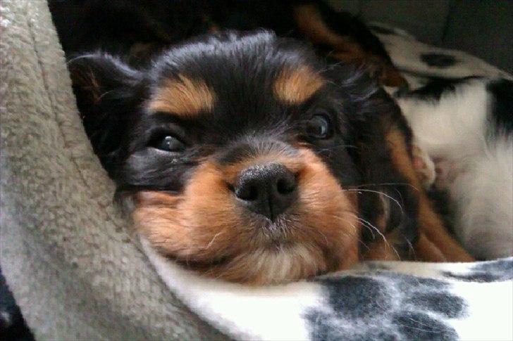 Cavalier king charles spaniel Malou - her har jeg leget for meget så trængte til lidt hvil. billede 2