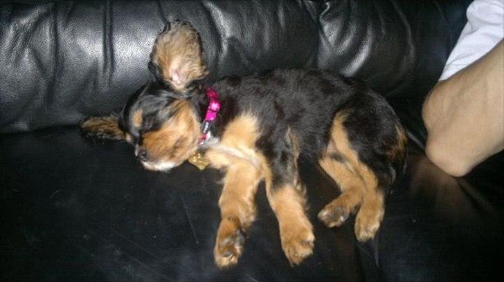 Cavalier king charles spaniel Malou - ja det er ikke kun engle som kan flyve, se lige mig. billede 3