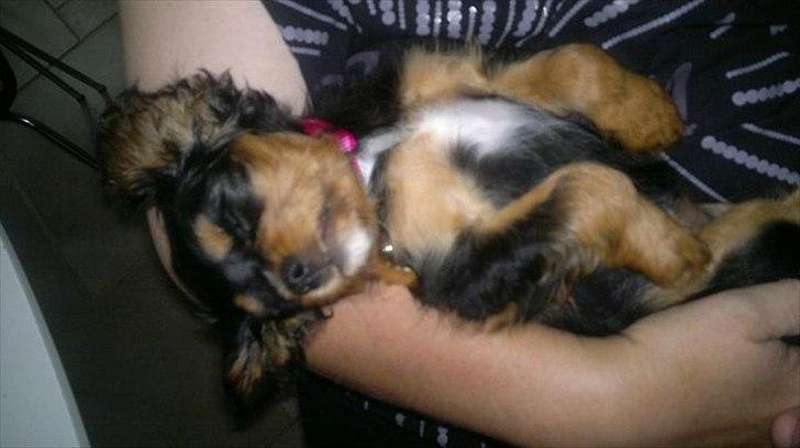 Cavalier king charles spaniel Malou - gået total kold. :) billede 4