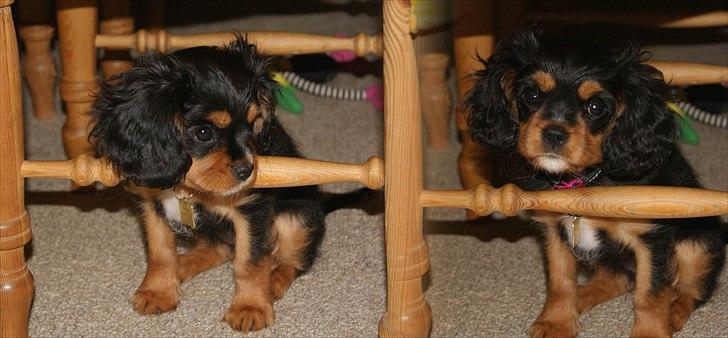 Cavalier king charles spaniel Malou - jeg er da bare for kær. :) billede 5