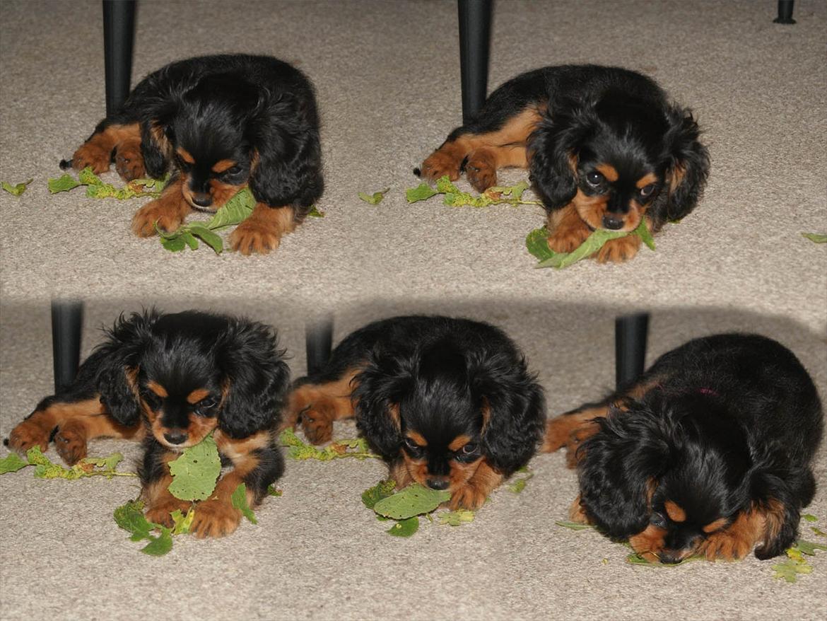 Cavalier king charles spaniel Malou - ukrudt det er bare det bedste. billede 6