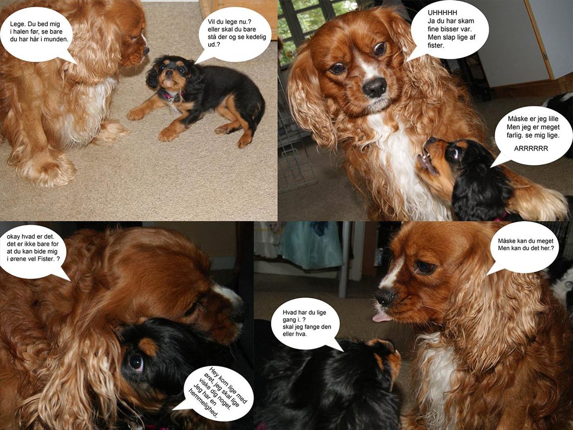 Cavalier king charles spaniel Malou - ved godt at der ikke kun er malou på, men ville altså dele det med jer. :)
Håber det er okay. billede 7