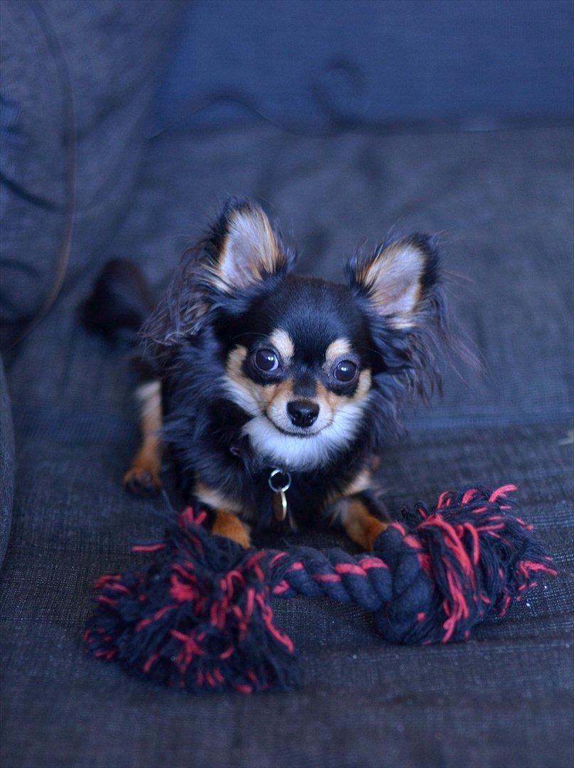 Chihuahua Mickey billede 13