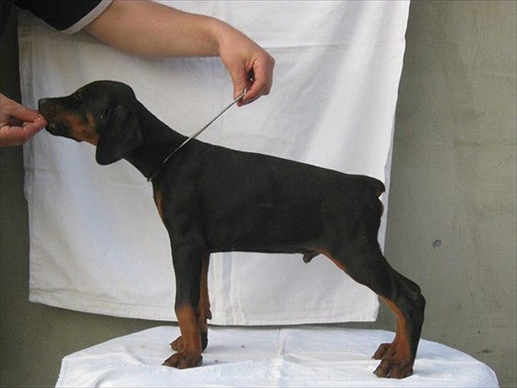 Dobermann Boxie billede 8