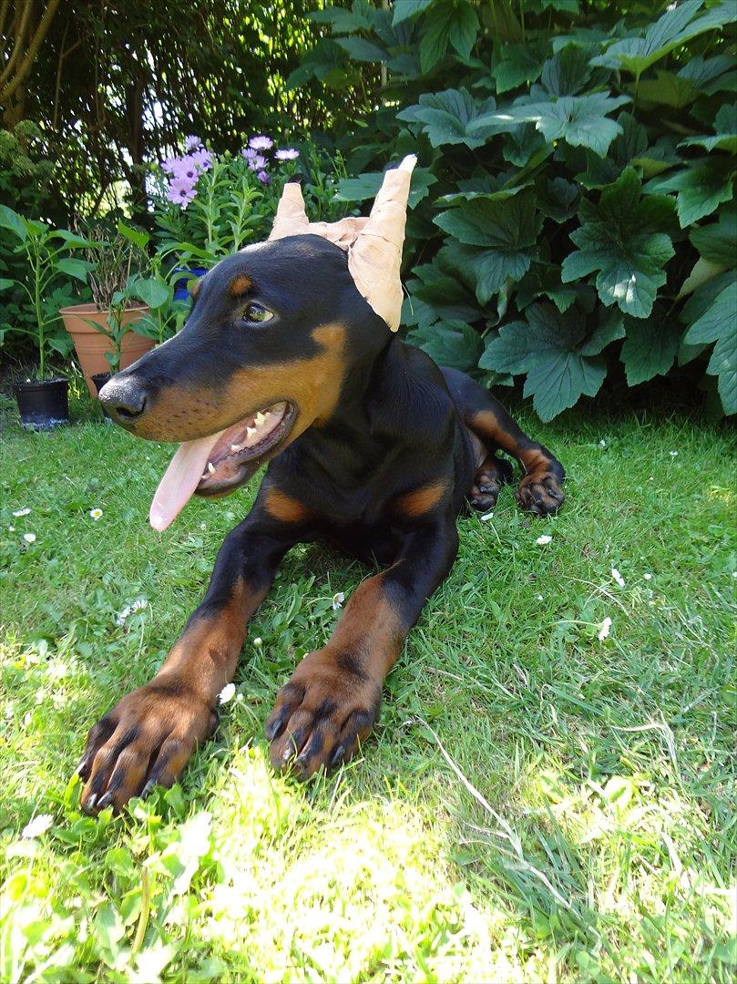 Dobermann Boxie billede 2