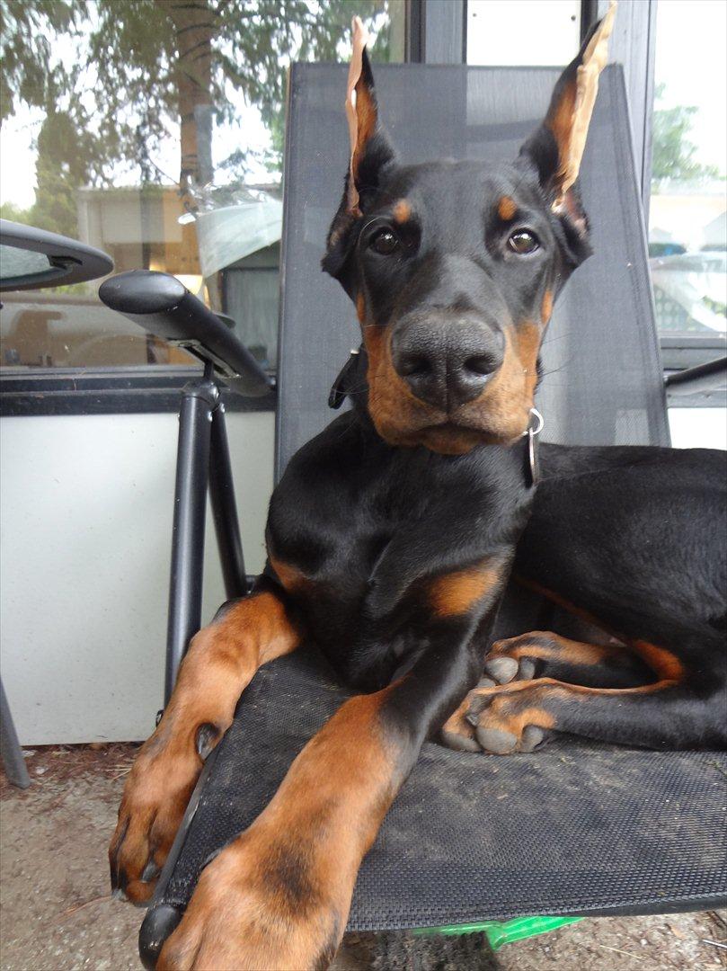 Dobermann Boxie billede 3