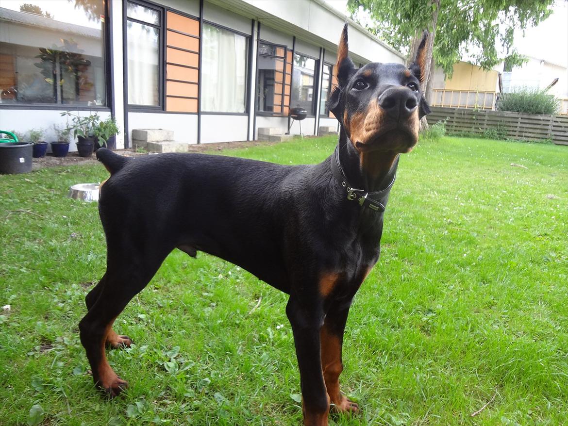 Dobermann Boxie billede 4