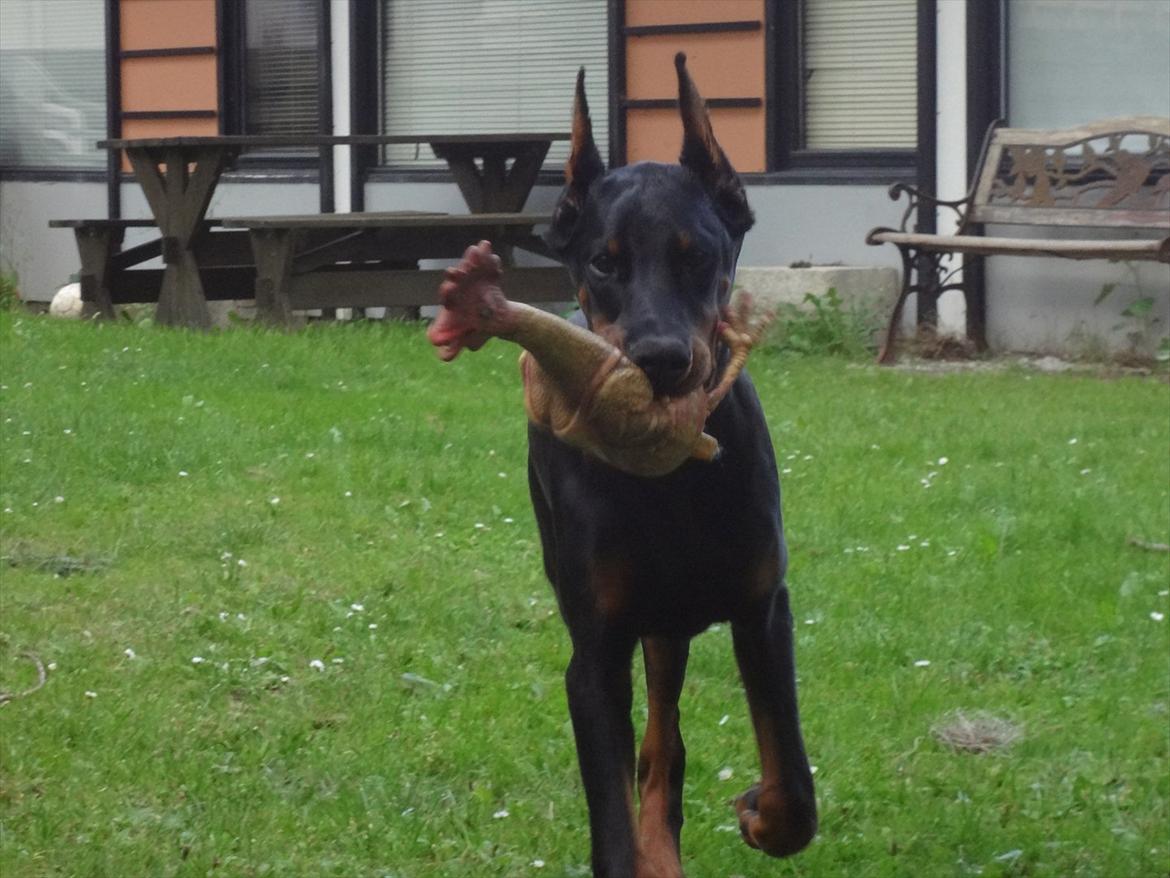 Dobermann Boxie billede 5